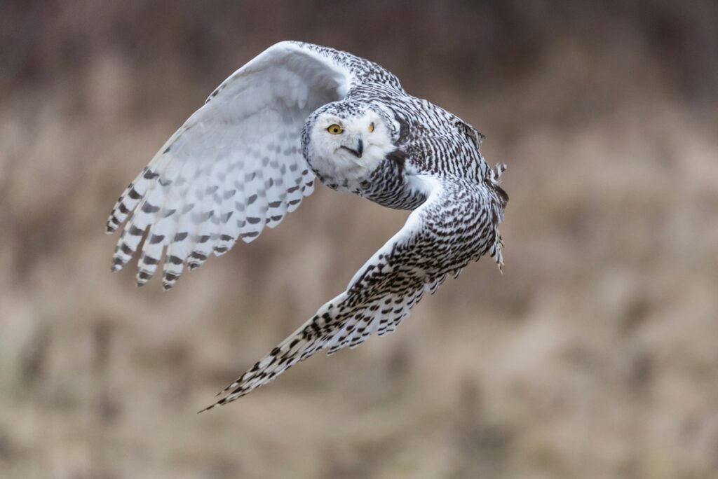 A Snowy Owl is captured in mid-flight with its wings outstretched.