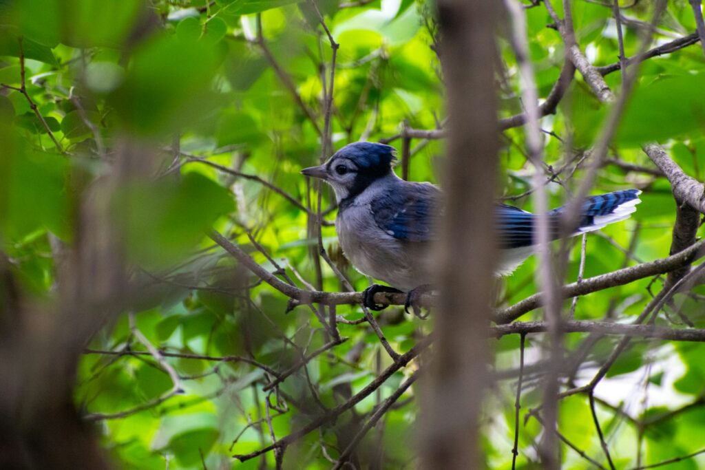 An blue jay perches on a branch with soft blue and gray feathers.