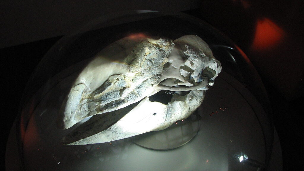 Dromornis planei skull fossil displayed in a museum exhibit