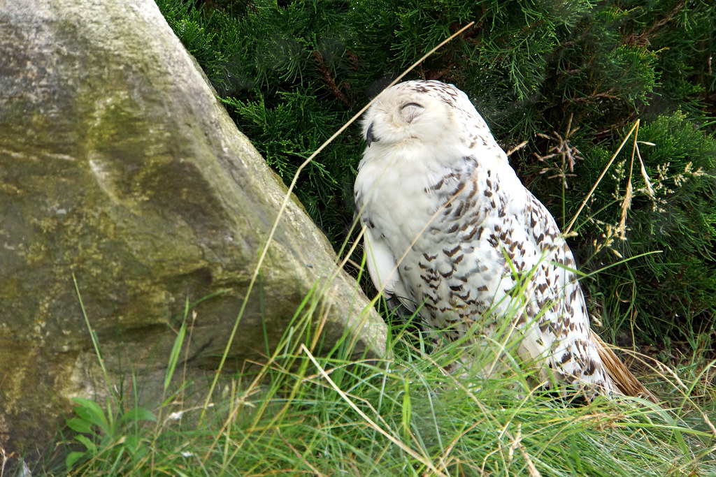 A beautiful Snowy Owl rests on the ground with its eyes closed, surrounded by green foliage.