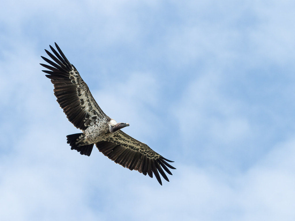 A Rüppell’s Griffon soars in a blue sky with its wings fully spread.