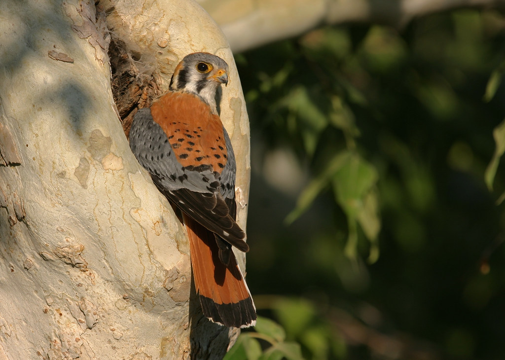 An American Kestrel with striking orange and blue-gray plumage peeks from a tree cavity.