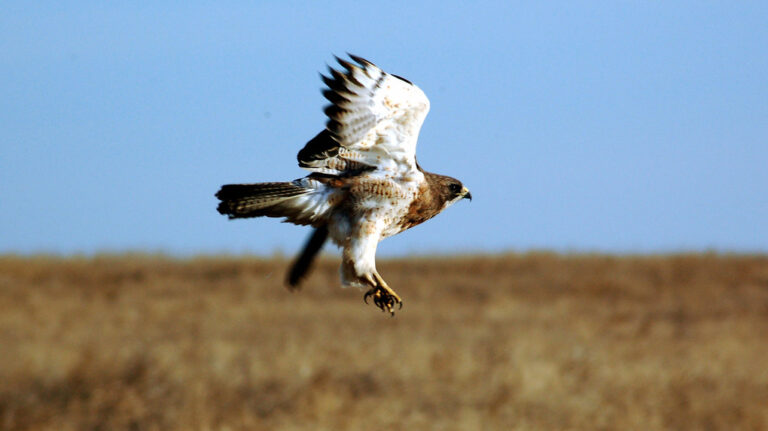 A light-bellied Swainson's Hawk in mid-flight, wings beating against a clear blue sky and dry field.
