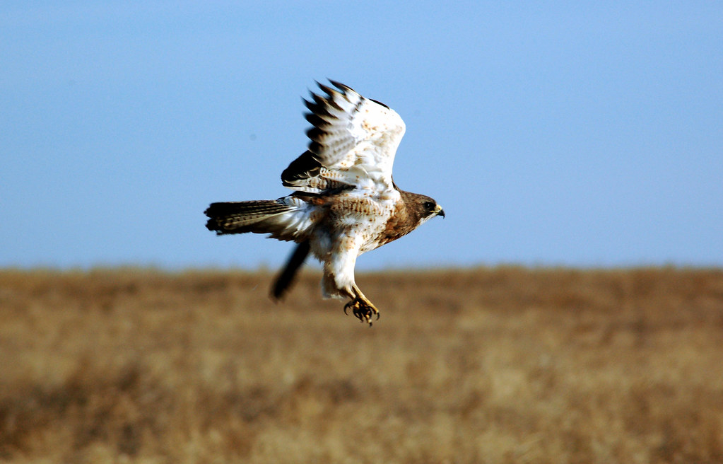 A light-bellied Swainson's Hawk in mid-flight, wings beating against a clear blue sky and dry field.