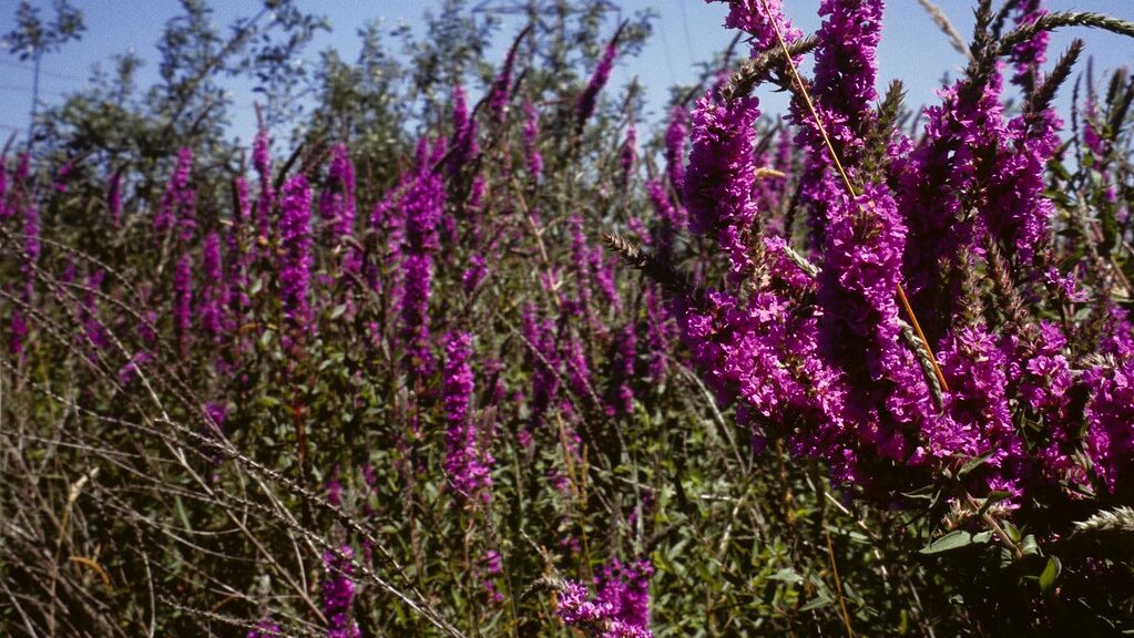 Clusters of tall purple loosestrife blossoms with green foliage