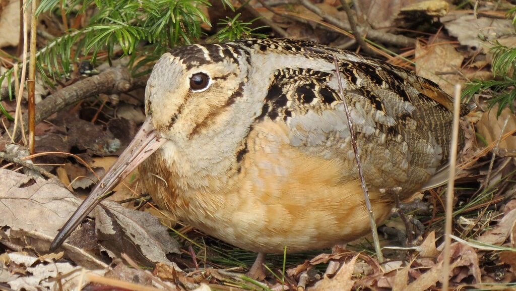 American Woodcock camouflaged among dry leaves and twigs on forest floor