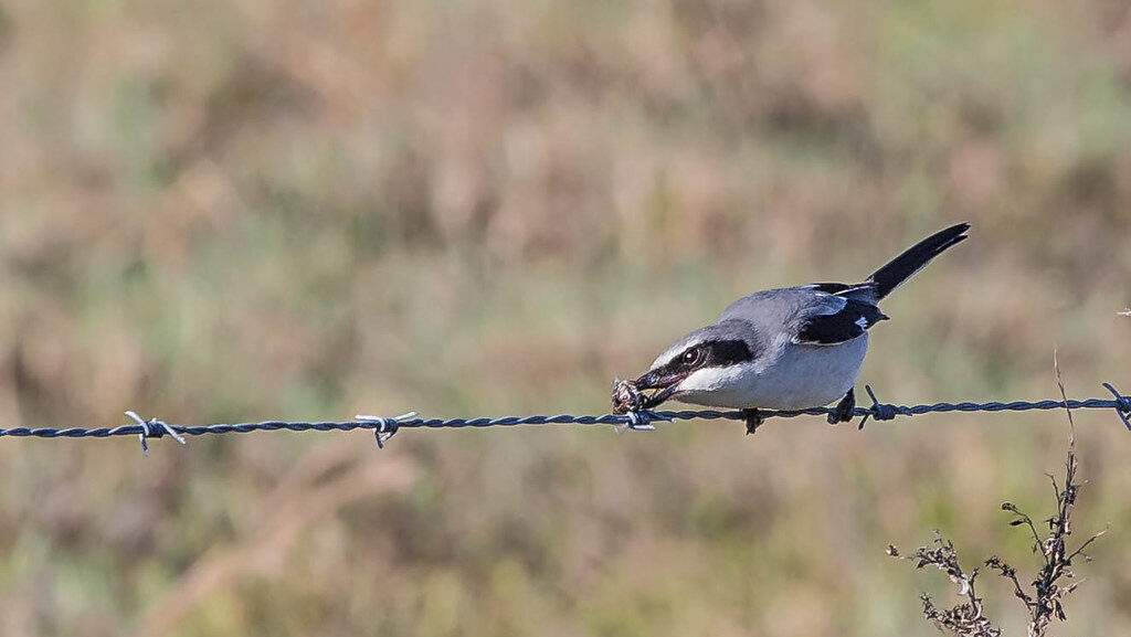 Shrike placing captured insect on barbed wire