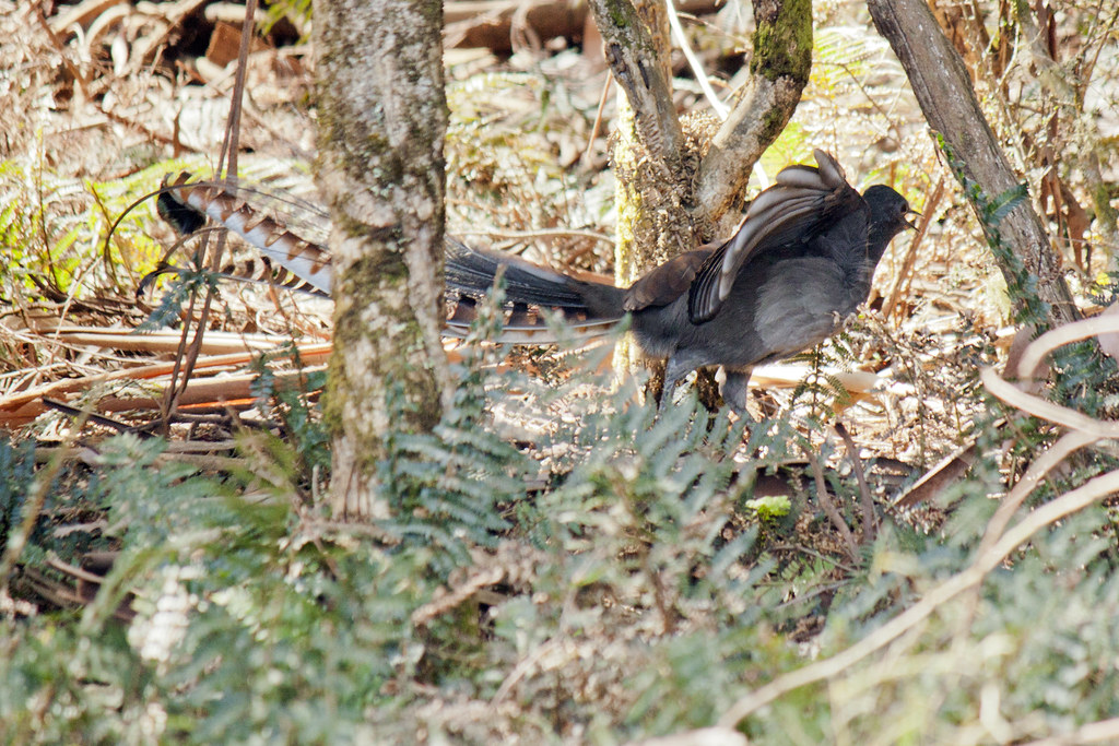 A Superb Lyrebird with a fanned, ornate tail is camouflaged among trees and ferns.
