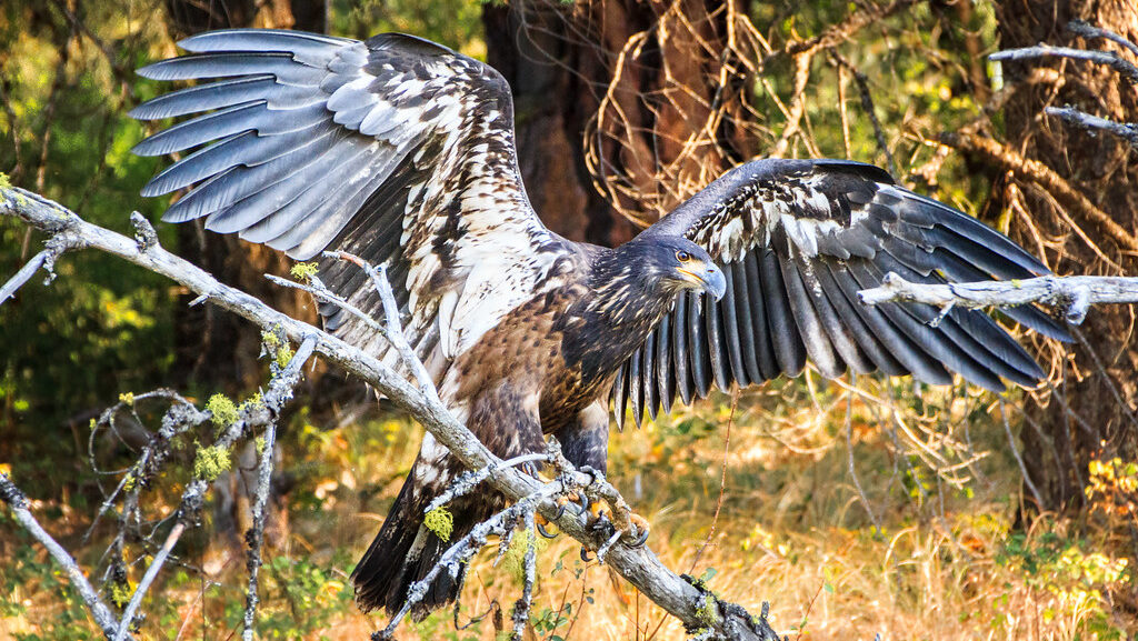 Juvenile Bald Eagle with wings spread