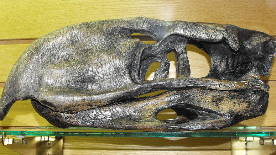 A large, dark replica skull of a Titanis terror bird rests on a glass shelf.
