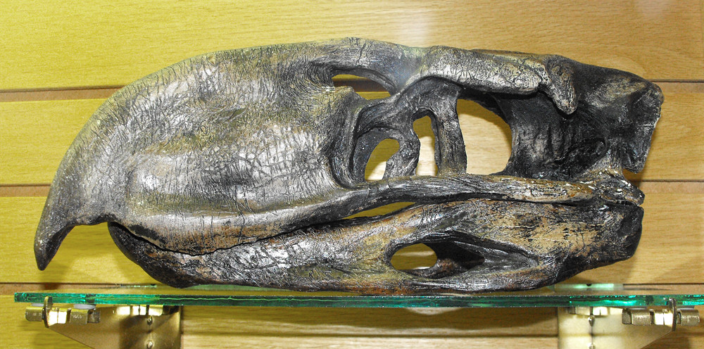 A large, dark replica skull of a Titanis terror bird rests on a glass shelf.