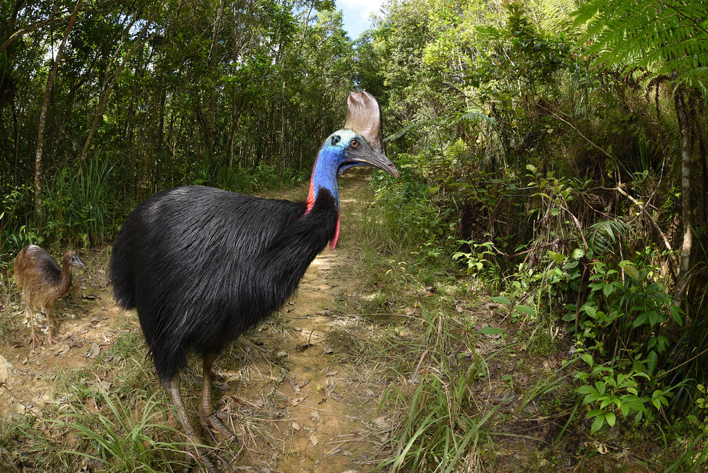A Southern Cassowary with a colorful head and casque stands on a forest path.