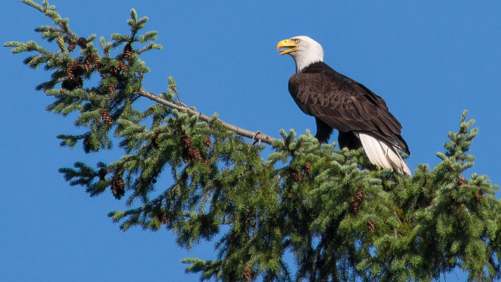 A bald eagle perches on a pine tree branch, looking to its right against a blue sky.