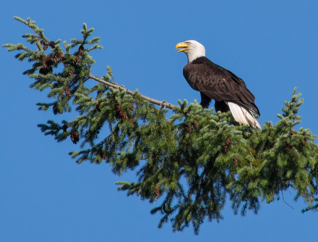 A bald eagle perches on a pine tree branch, looking to its right against a blue sky.