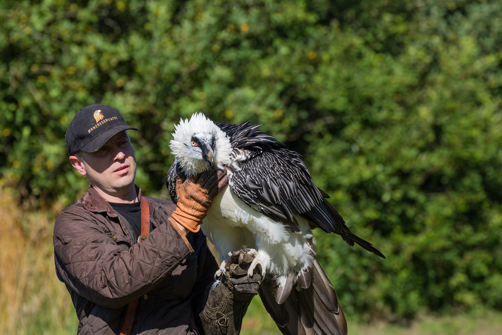A person wearing a glove holds a striking Bearded Vulture with black and white plumage.