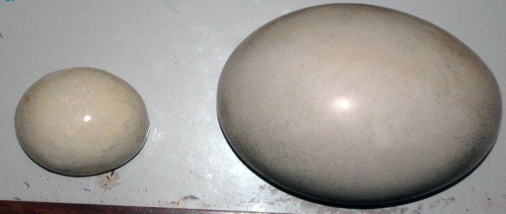 A small, pale egg sits beside a much larger, textured ostrich egg on a flat surface.