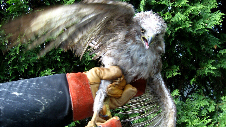 Bird rehabber carefully handling a hawk during rehabilitation