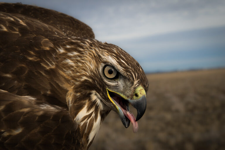 A red-tailed hawk is captured in a close-up, showing its focused eye and open beak.