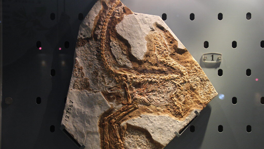 A well-preserved fossil of Sinosauropteryx, showing its delicate skeletal structure on a rock slab.
