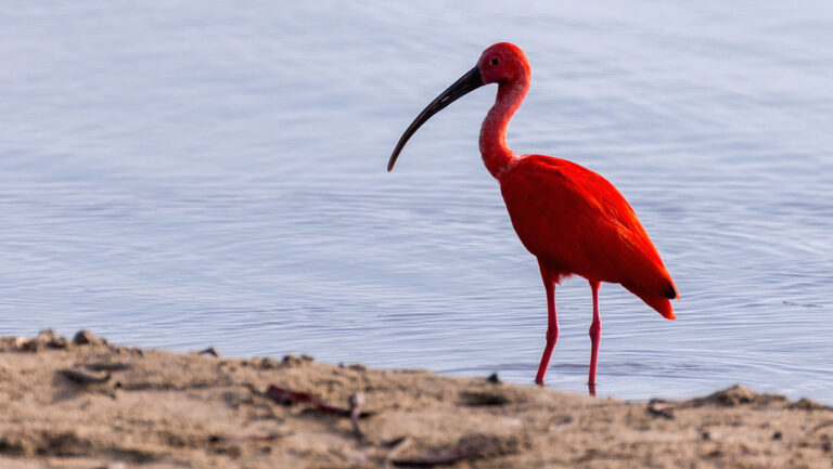 A vibrant Scarlet Ibis stands at the water's edge, showing its bright red plumage.