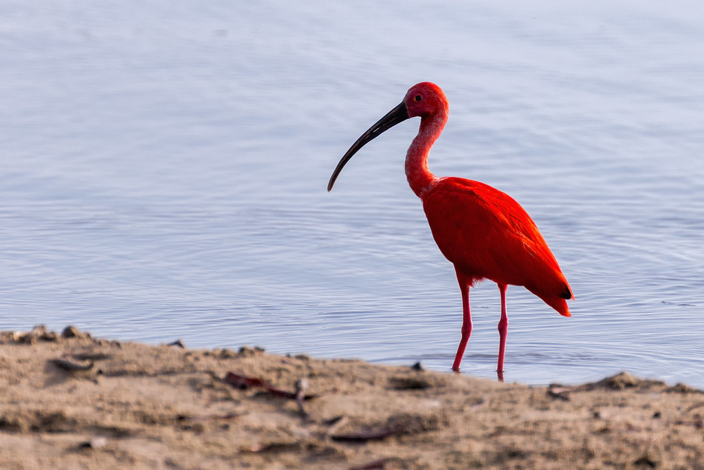 A vibrant Scarlet Ibis stands at the water's edge, showing its bright red plumage.