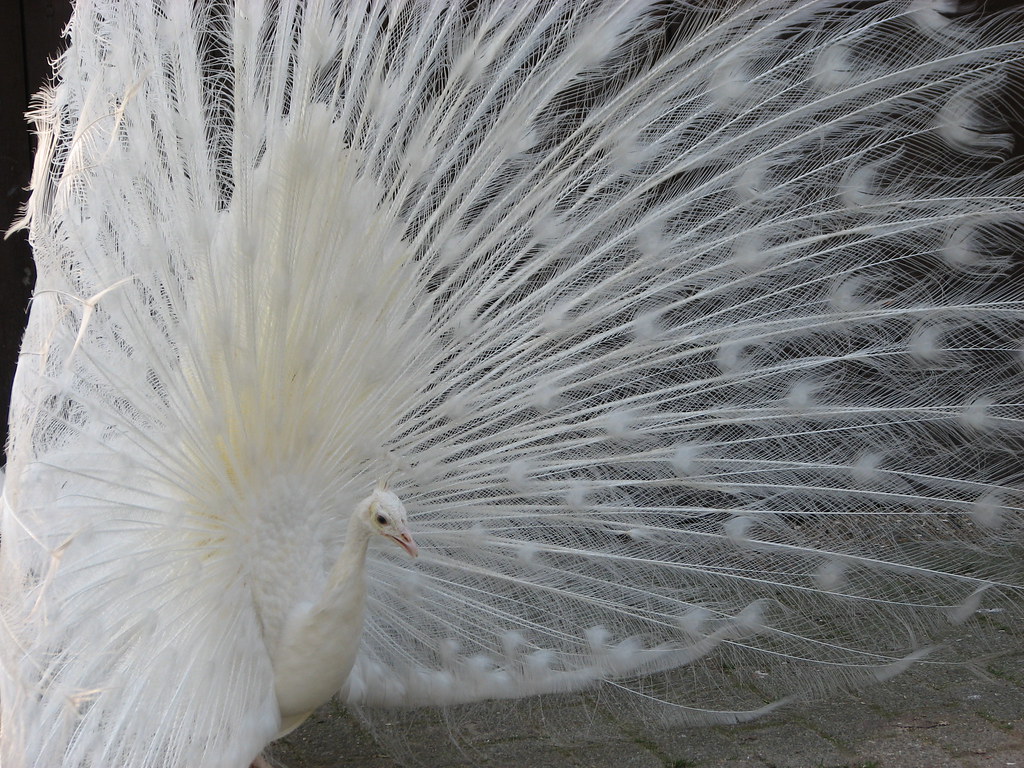 A White Peacock with a fully fanned, expansive white tail display.