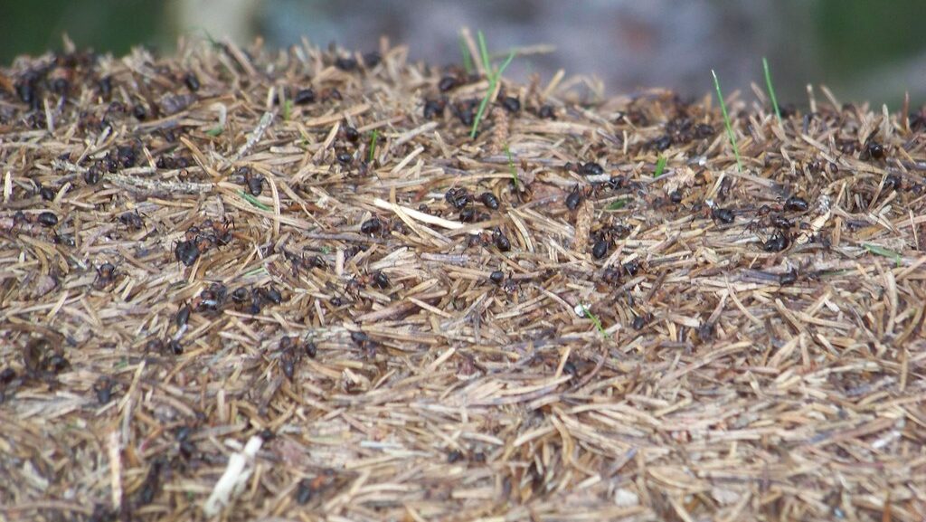 Layer of dry straw covering the top of an active compost pile