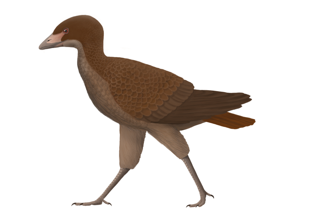 An illustration shows an Asteriornis, an extinct bird, with brown plumage.