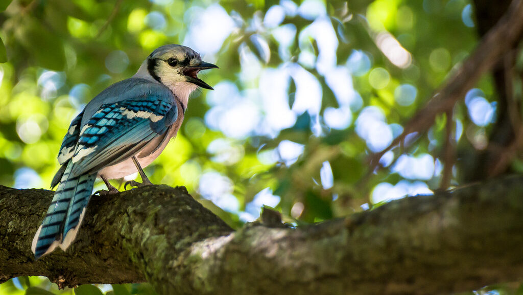 Blue Jay perched on a tree branch singing