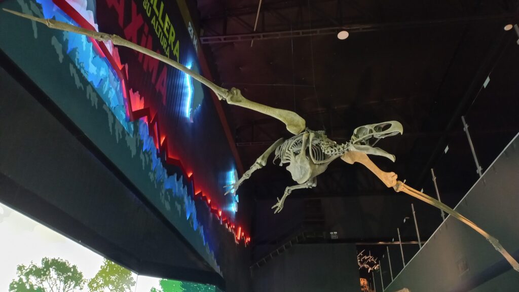 Skeleton model of Argentavis on display at Museo Paleontológico Egidio Feruglio