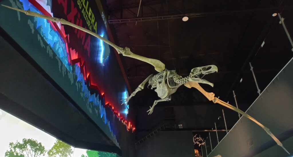 A large Quetzalcoatlus skeleton model hangs suspended, showcasing its immense wingspan.