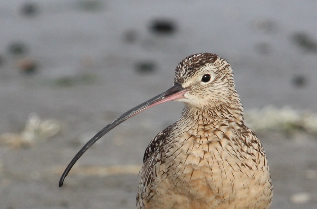 A close-up of a Long-billed Curlew highlights its distinctively long, downward-curved beak.