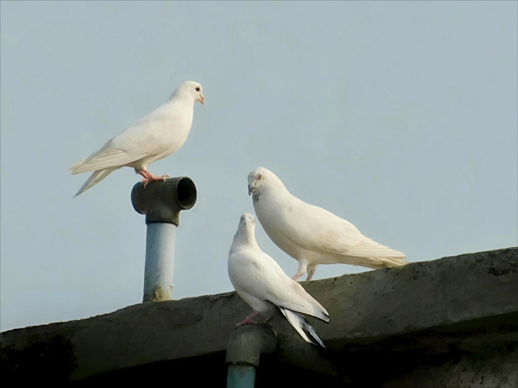 Three white Pigeons are perched on a pipe and a rooftop against a clear sky.