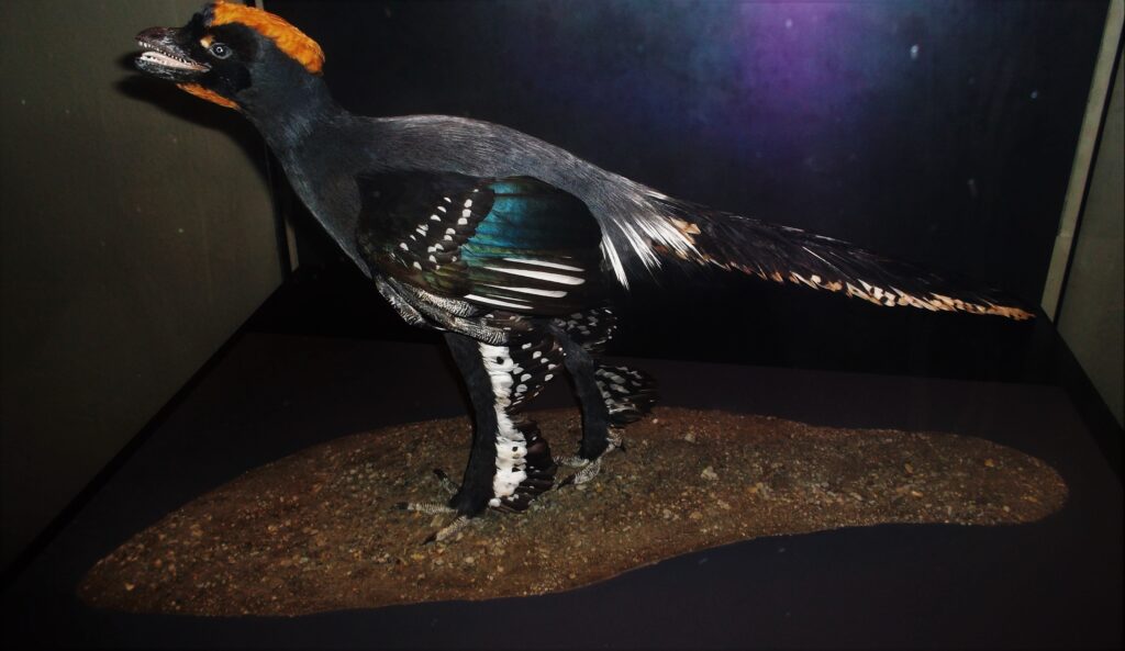 A detailed model of Anchiornis stands with black, grey, and iridescent green plumage, and an orange crest.