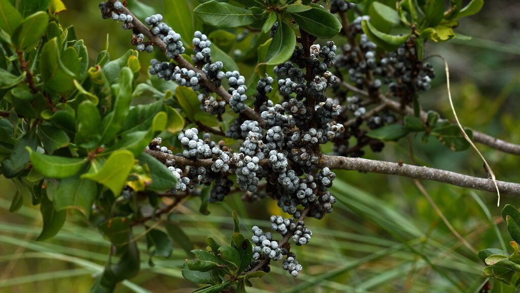 Northern Bayberry branch with clusters of round, grayish-white berries