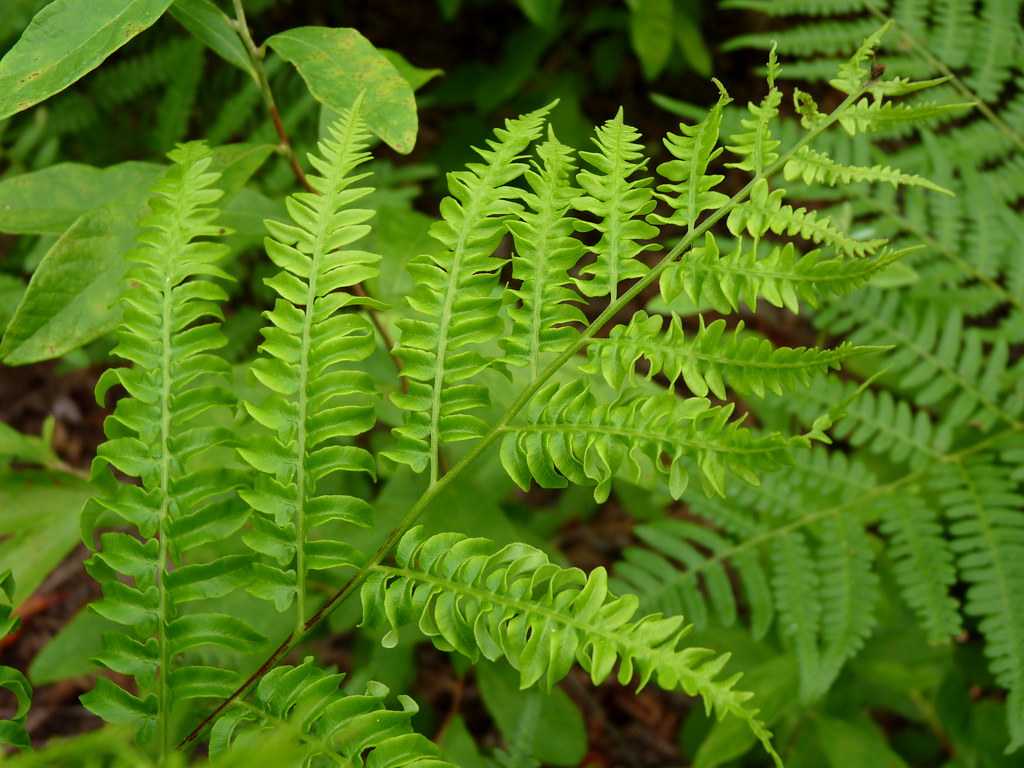 Bright green fern fronds with delicate, feathery leaflets fill the frame.
