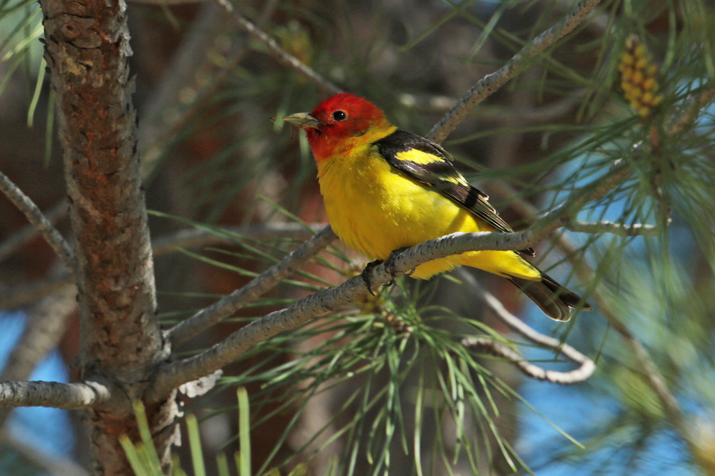 A Western Tanager with a red head and yellow body perches on a pine branch.