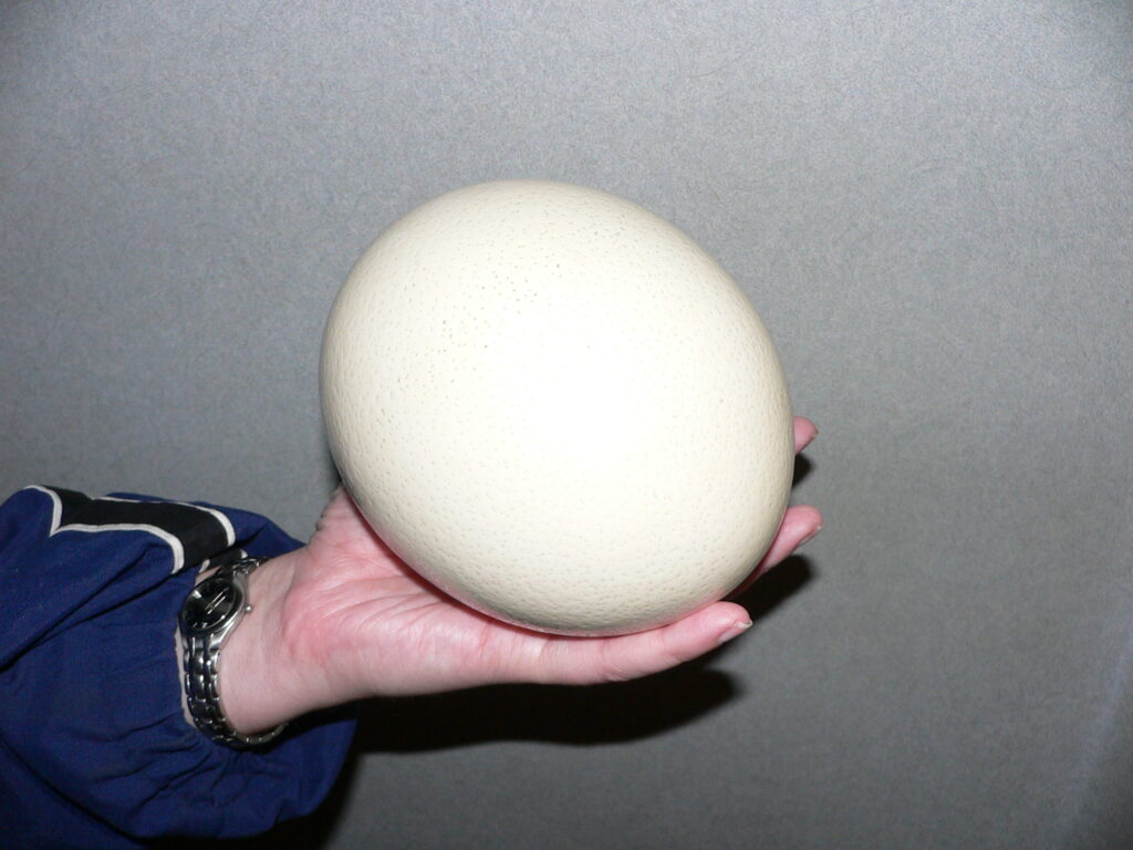 A hand holds a large, pale, oval ostrich egg, showing its textured surface.