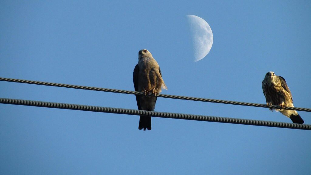 Adult and juvenile Mississippi Kites perched on power lines against clear sky