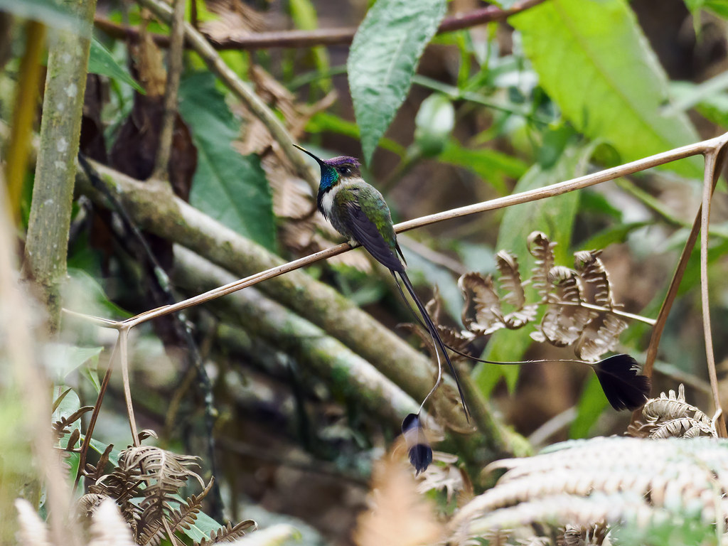 A Marvelous Spatuletail hummingbird perches, showing its very long tail with spatules.