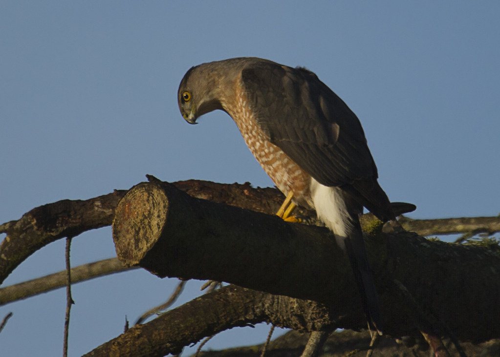 A Cooper's Hawk with a brown back and barred breast perches on a tree branch, looking down.