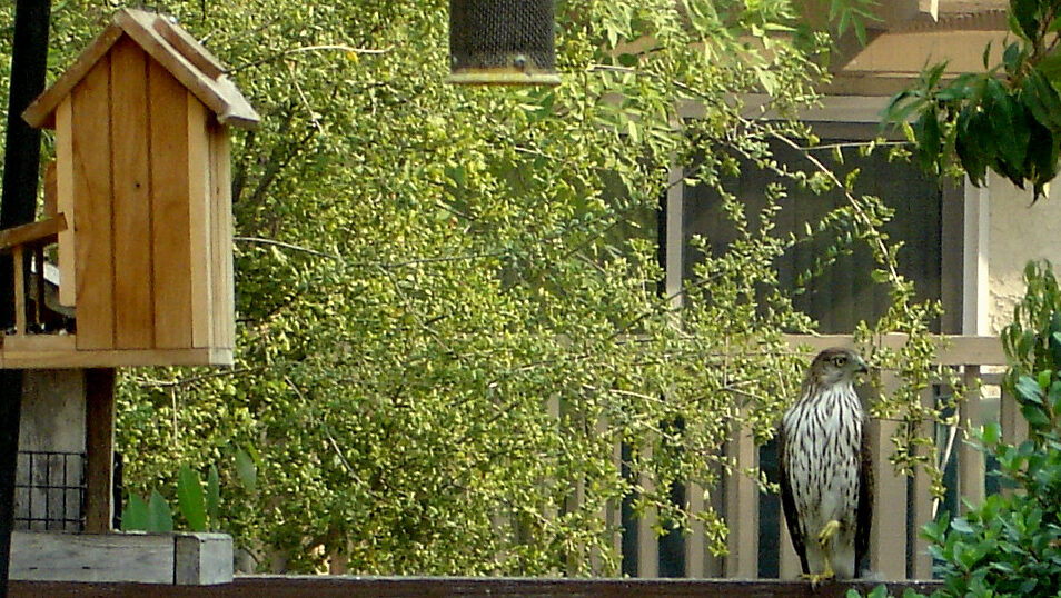Hawk standing in a garden close to a bird feeder