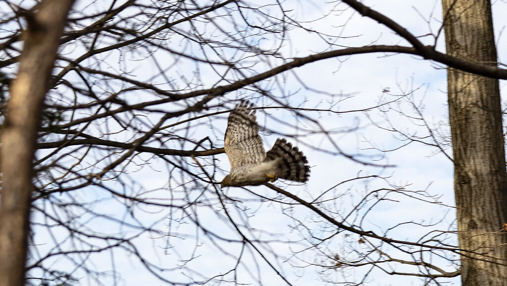 Cooper’s Hawk soaring above treetops