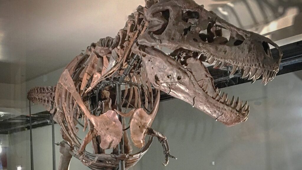 Sue the T. rex on display at the Field Museum, showcasing the furcula (wishbone) in its chest area