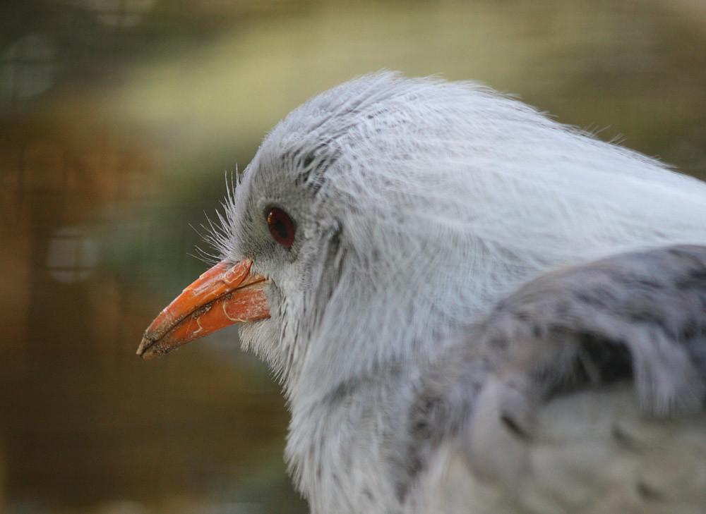 A close-up shows a light gray kagu with red eyes and an orange bill.