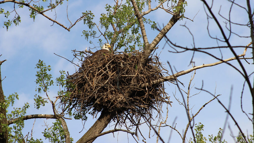 Bald Eagle guarding its nest