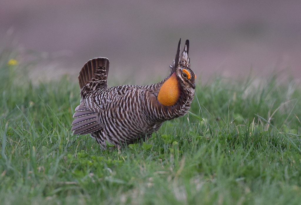 A Greater Prairie-Chicken displays its orange neck sacs and raised head feathers in green grass.
