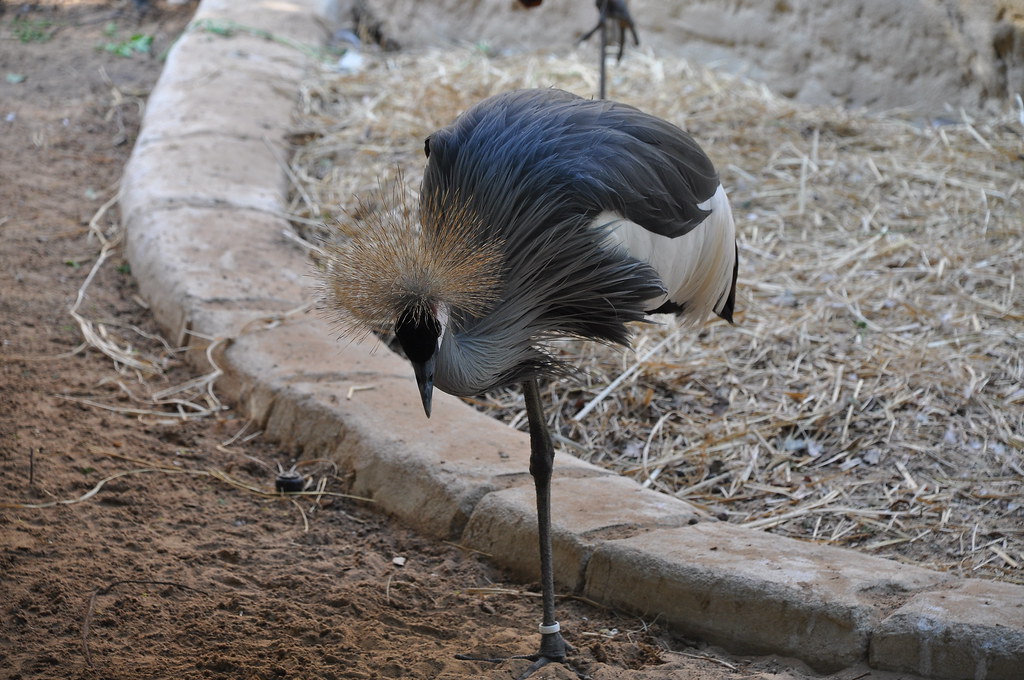 A Grey Crowned Crane stands on one leg on dry ground next to a curb.