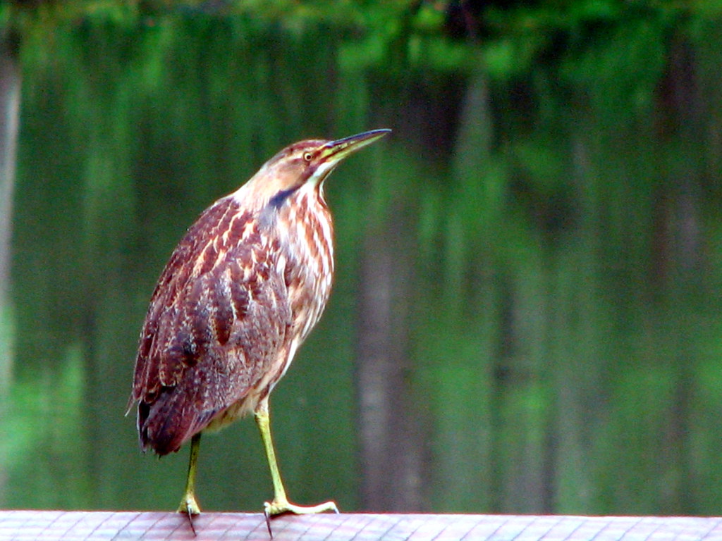 An American Bittern perches on a rail, showing its streaked brown camouflage plumage.