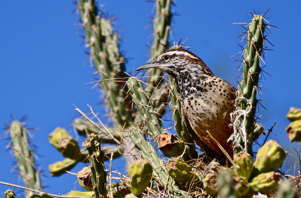 A cactus wren with speckled breast and striking head pattern perches among cactus spines.